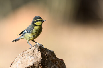 close-up shot of juvenile African blue tit (Cyanistes teneriffae)