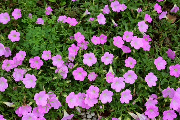 Fototapeta premium ペチュニアの花畑
