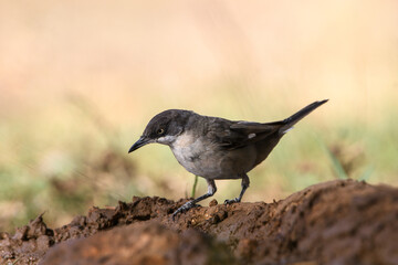 Close-up shot of Western Orphean Warbler