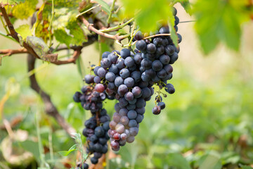 bunches of black grapes close-up