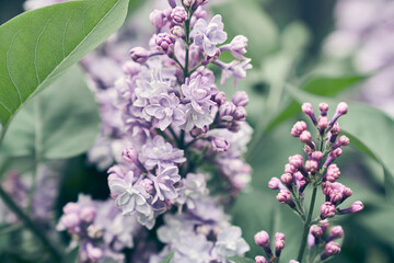 The branches of the double lilac blossomed in full bloom of the petals of purple spring flowers in a flower garden in nature. High quality photo