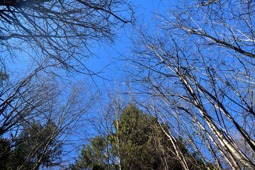 Symmetrical growth of trees seen from the bottom upwards towards the sky