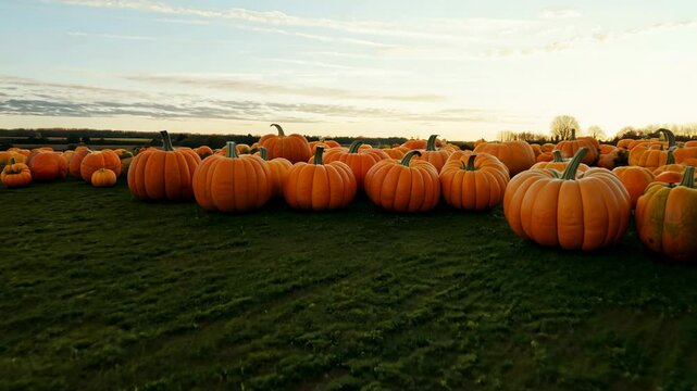 Low Drone Shot of a Giant Pumpkin Patch Field at Sunset in Fall