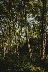 nature