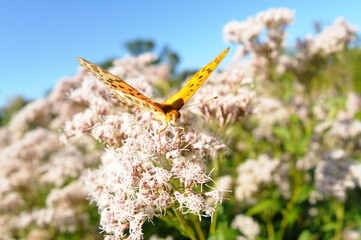フジバカマの花に止まる蝶です。
