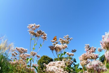 フジバカマの花に止まる蝶です。