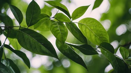 Green leaves background, creative layout, abstract green leaf, nature background, tropical leaf