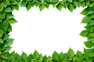 Fototapeta premium Green leaves frame