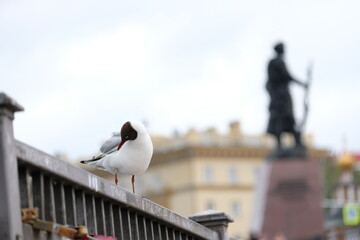 Obraz premium Seagull on the embankment. The Angara River.