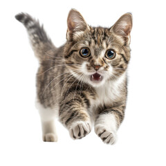 Obraz premium Adorable Kitten Captured Mid-Leap, Expressing Pure Joy and Curiosity
