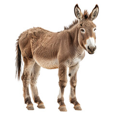 Fototapeta premium Majestic Donkey with Expressive Eyes Against a Transparent background