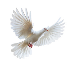 Obraz premium Majestic White Dove in Flight Against a Transparent background