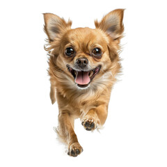 Joyful Chihuahua Leaping with Happiness on a Transparent background