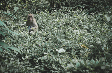 the monkey in the nature with dramatic tone