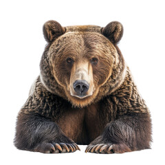 A Majestic Grizzly Bear Commanding Attention in a Dramatic Close-Up Portrait