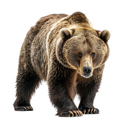 Obraz premium Majestic and Powerful Brown Bear Roaming in the Wild