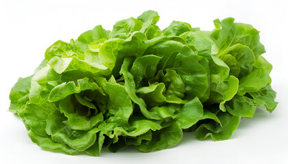Fresh ripe cos lettuce on white background