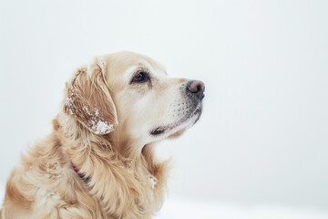 photo of a dog isolated on white background