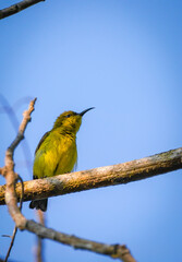 the yellow bird in the nature with dramatic tone