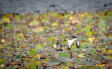 the bird in the nature with dramatic tone