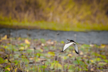 the bird in the nature with dramatic tone