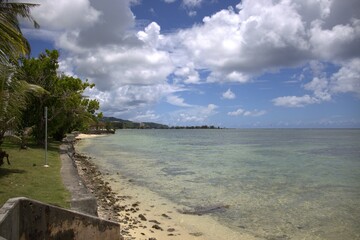 beach with palm trees