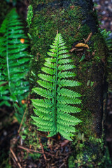 Green leaves fern plant growing in the forest