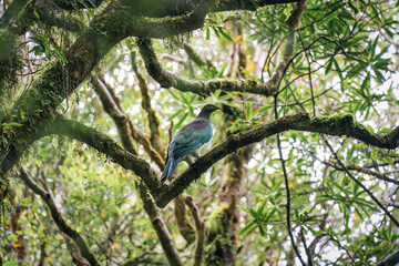 Colorful New Zealand pigeon bird or Kereru perched on tree branch in lush green tropical rainforest