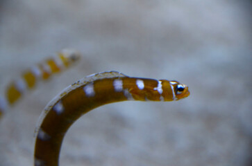 ガーデンイール