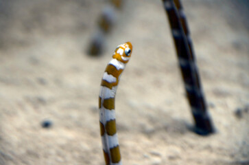 ガーデンイール