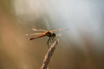 Ważka w rosie na łące o poranku. 