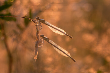Ważka w rosie na łące o poranku. 