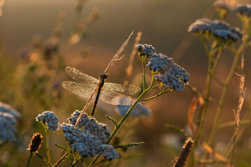 Ważka w rosie na łące o poranku.  © Elżbieta Kaps