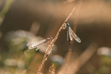 Ważka w rosie na łące o poranku.  © Elżbieta Kaps