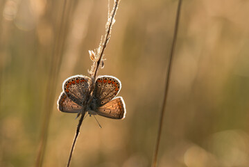Motyl na łące. © Elżbieta Kaps