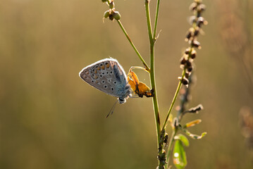 Motyl na łące. © Elżbieta Kaps