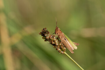 Konik polny na trawie na łące.  © Elżbieta Kaps