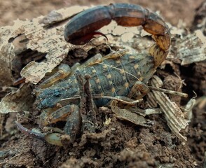 scorpion is relaxing 