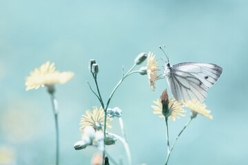 Biały motyl na kwiatku na błękitnym tle, trendy 2024 © Elżbieta Kaps