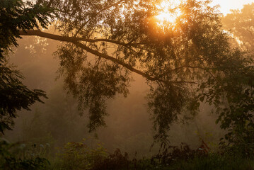 Krajobraz z mgłą o wschodzie słońca. © Elżbieta Kaps