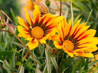 Bright yellow-orange flowers fill the frame with color. Ideal for creating spring mood and joy