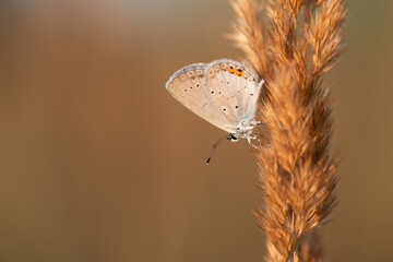 Motyl na łące o poranku na łące © Elżbieta Kaps