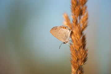 Motyl na łące o poranku na łące © Elżbieta Kaps