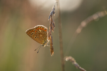 Motyl na łące o poranku na łące © Elżbieta Kaps