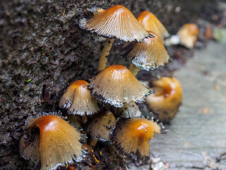 Close-up of mushrooms in a fairytale forest: a magical atmosphere and amazing details of nature in every frame