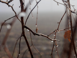Foggy forest in the rain, drops of water sparkle on the branches, creating an atmosphere of calm and solitude in nature
