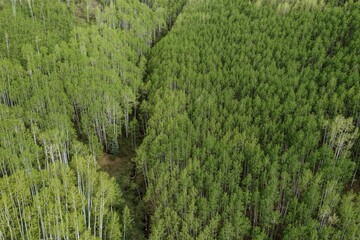 Forest in the springtime with new leaves, Delorus, Colorado, United States of America.