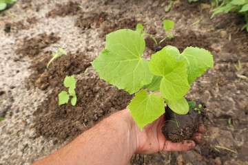 Cucumber seedling planted in to soil. Gardening and growing cucumbers concept. Young sprouts of cucumbers in soil