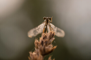 Ważka w rosie na łące o poranku  © Elżbieta Kaps
