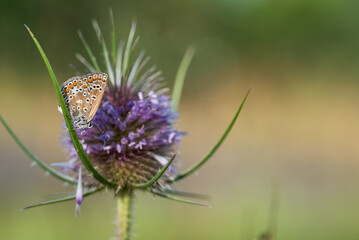 Motyl na łące o poranku na łące © Elżbieta Kaps
